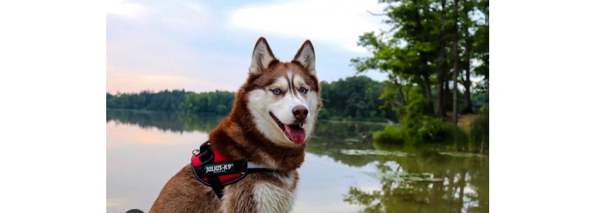 Tipos de arneses para perros - www.animalnatura.com